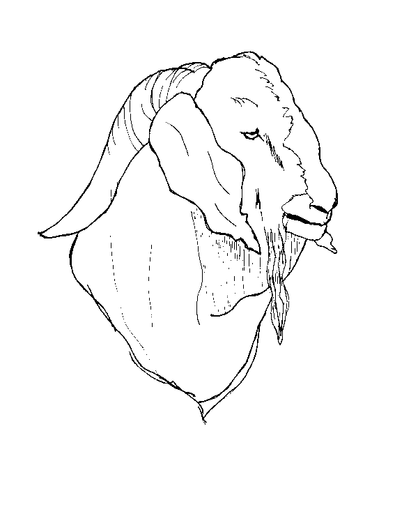 Coloring page: Goat (Animals) #2527 - Free Printable Coloring Pages