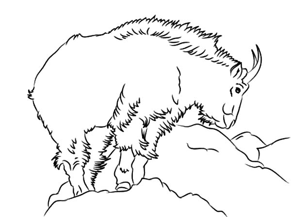 Coloring page: Goat (Animals) #2559 - Free Printable Coloring Pages