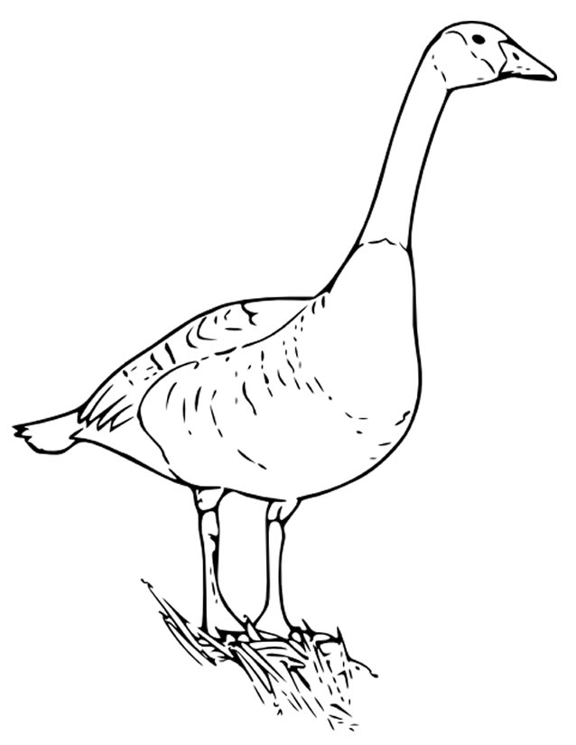 Coloring page: Goose (Animals) #11642 - Free Printable Coloring Pages