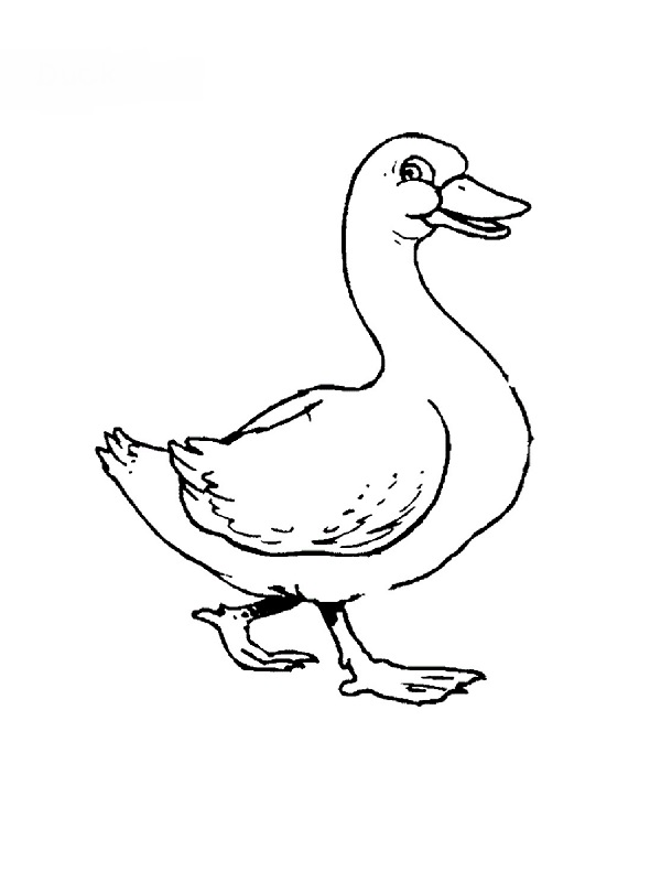 Coloring page: Goose (Animals) #11645 - Free Printable Coloring Pages