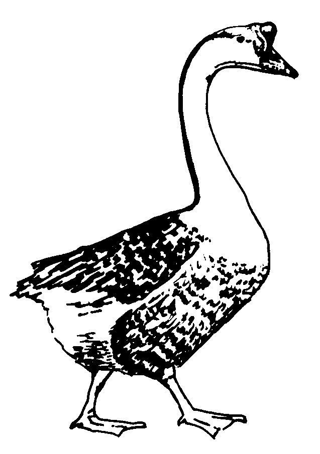 Coloring page: Goose (Animals) #11653 - Free Printable Coloring Pages