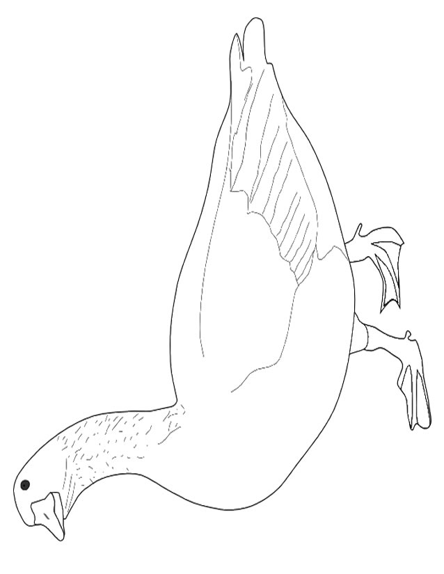 Coloring page: Goose (Animals) #11659 - Free Printable Coloring Pages