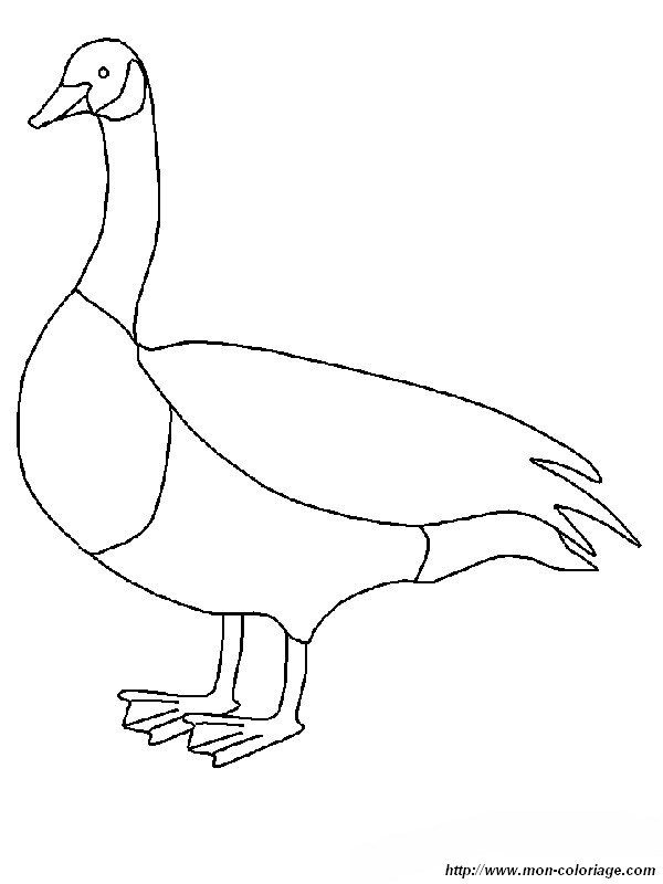 Coloring page: Goose (Animals) #11661 - Free Printable Coloring Pages