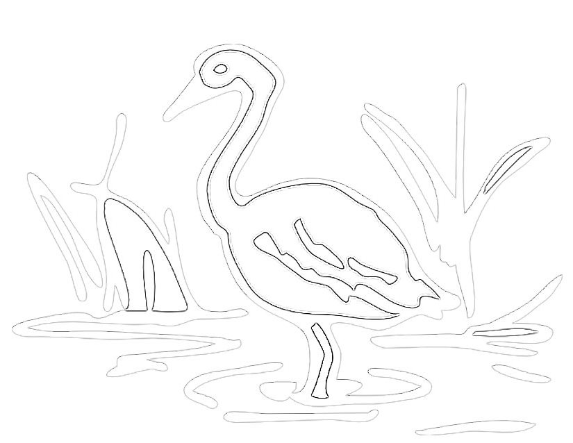 Coloring page: Goose (Animals) #11675 - Free Printable Coloring Pages
