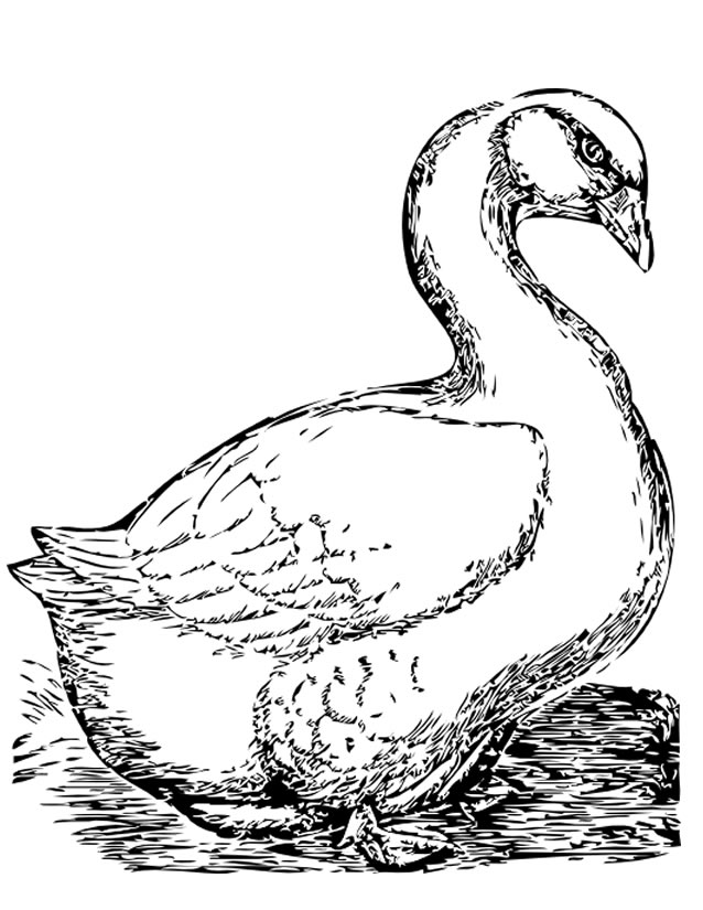 Coloring page: Goose (Animals) #11678 - Free Printable Coloring Pages