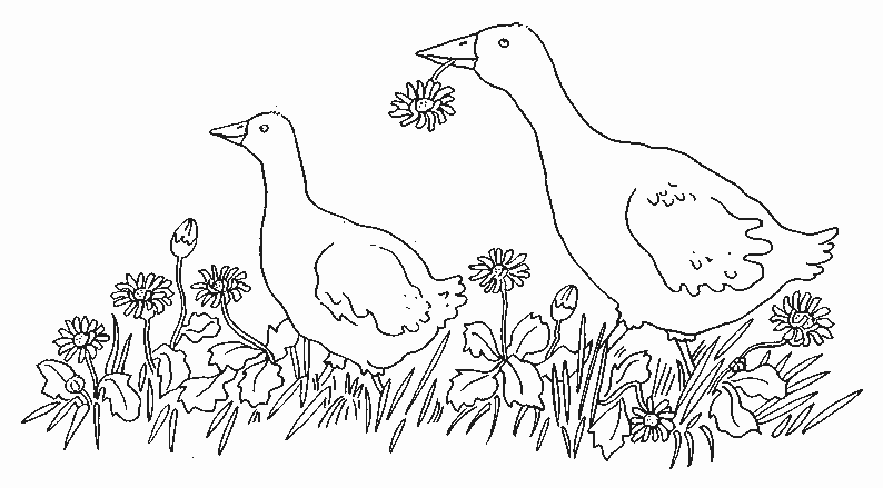 Coloring page: Goose (Animals) #11691 - Free Printable Coloring Pages