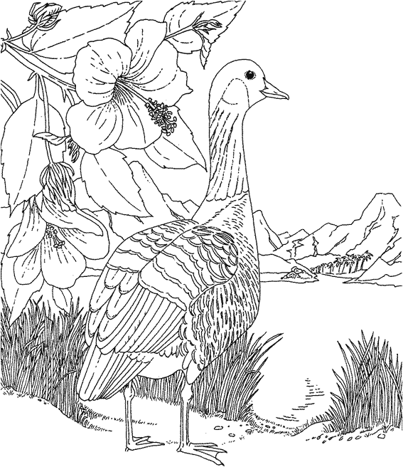Coloring page: Goose (Animals) #11746 - Free Printable Coloring Pages