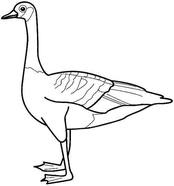 Coloring page: Goose (Animals) #11778 - Free Printable Coloring Pages