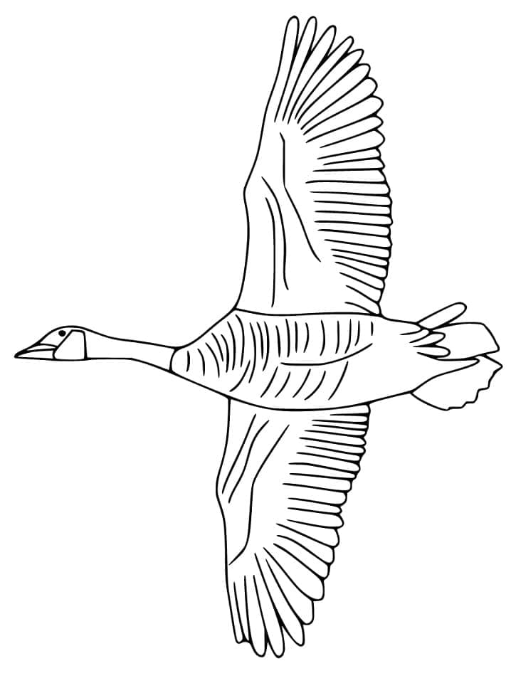 Free printable Goose coloring page #188117 from Animals collection Free printable Goose coloring page #188117 from Animals collection