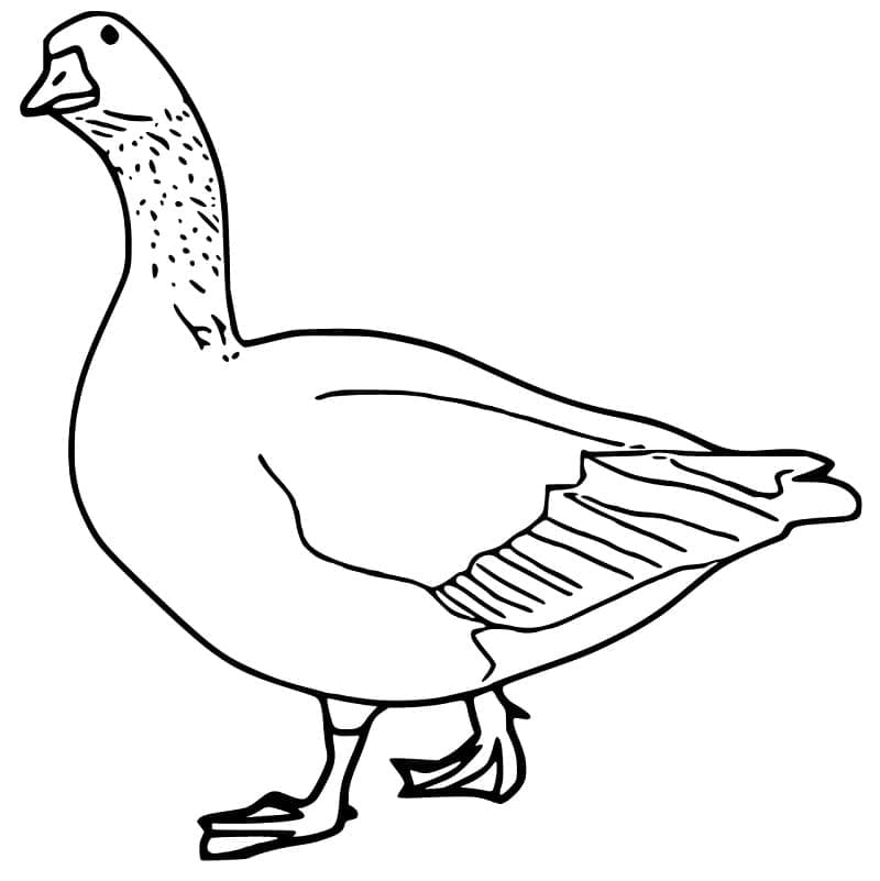 Free printable Goose coloring page #188129 from Animals collection Free printable Goose coloring page #188129 from Animals collection