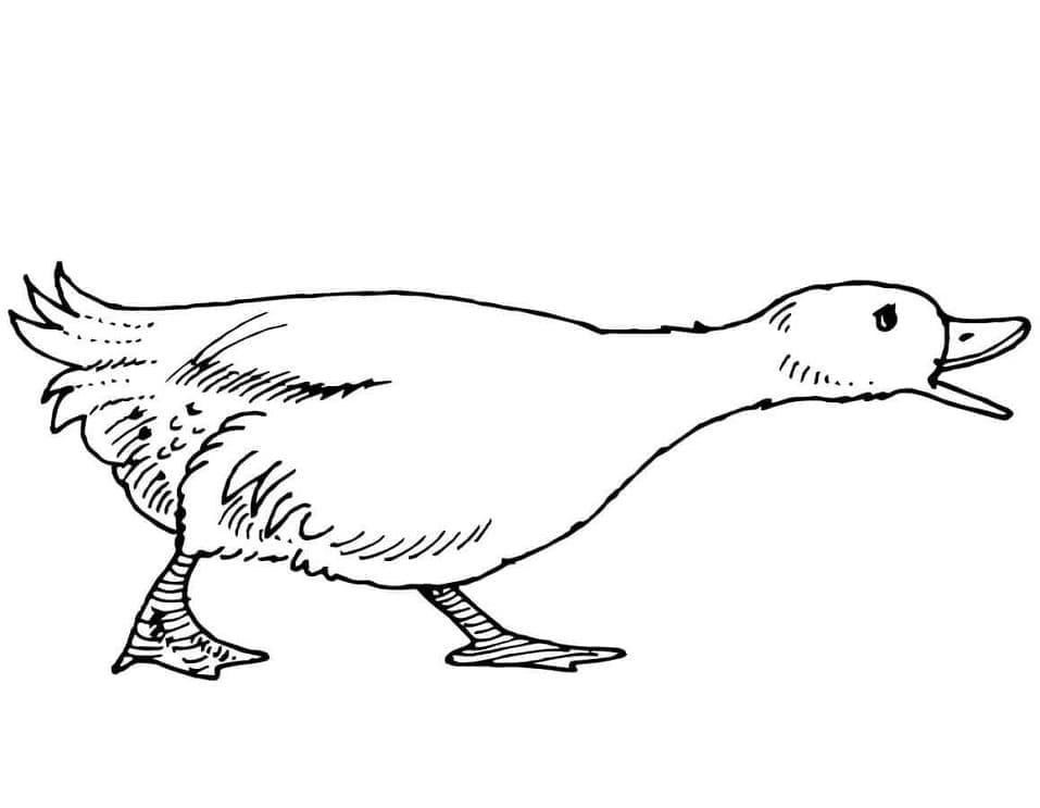 Free printable Goose coloring page #188138 from Animals collection