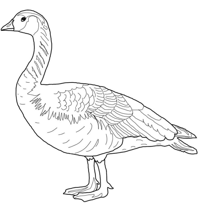 Free printable Goose coloring page #188145 from Animals collection