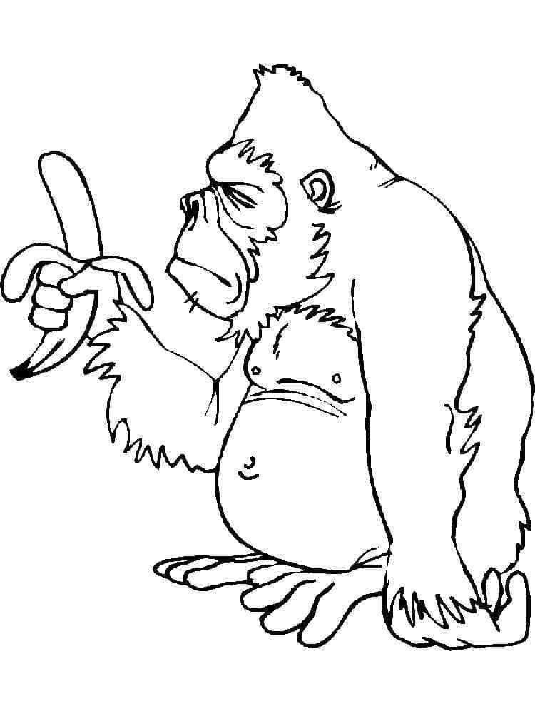 Free printable Gorilla coloring page #188962 from Animals collection