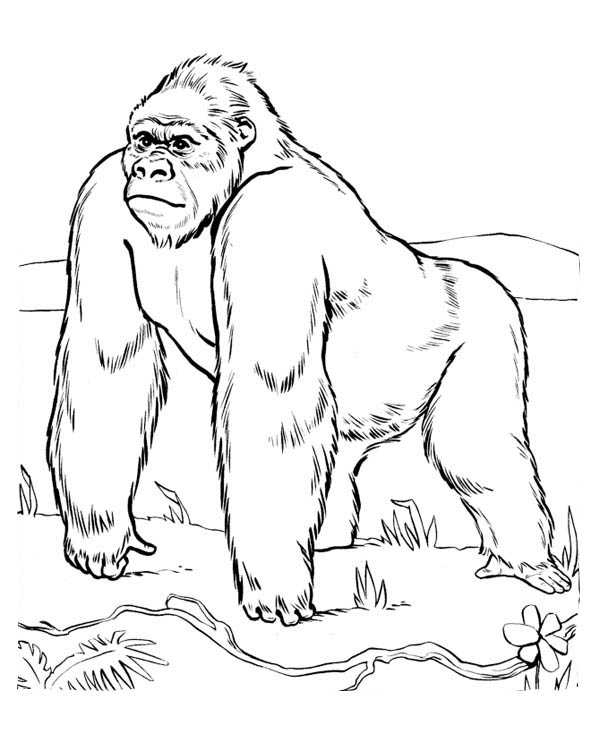 Coloring page: Gorilla (Animals) #7421 - Free Printable Coloring Pages
