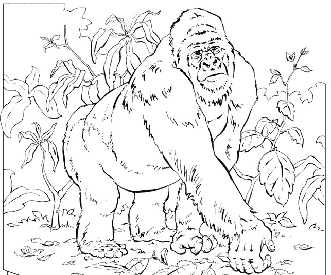 Coloring page: Gorilla (Animals) #7455 - Free Printable Coloring Pages