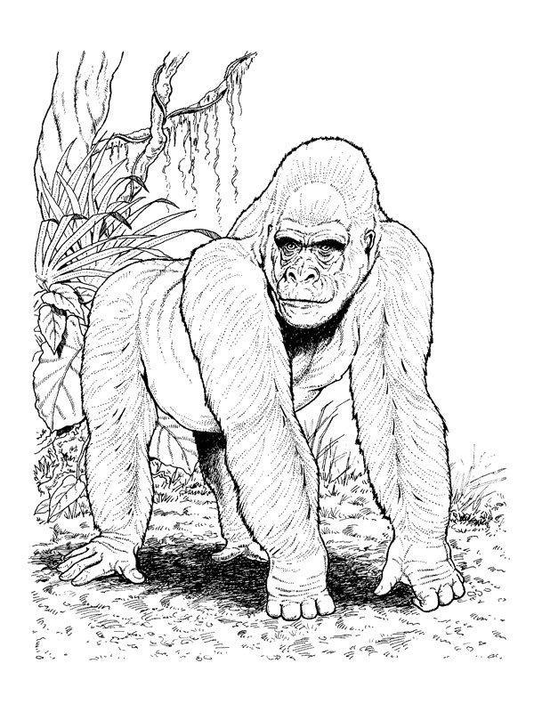 Coloring page: Gorilla (Animals) #7467 - Free Printable Coloring Pages