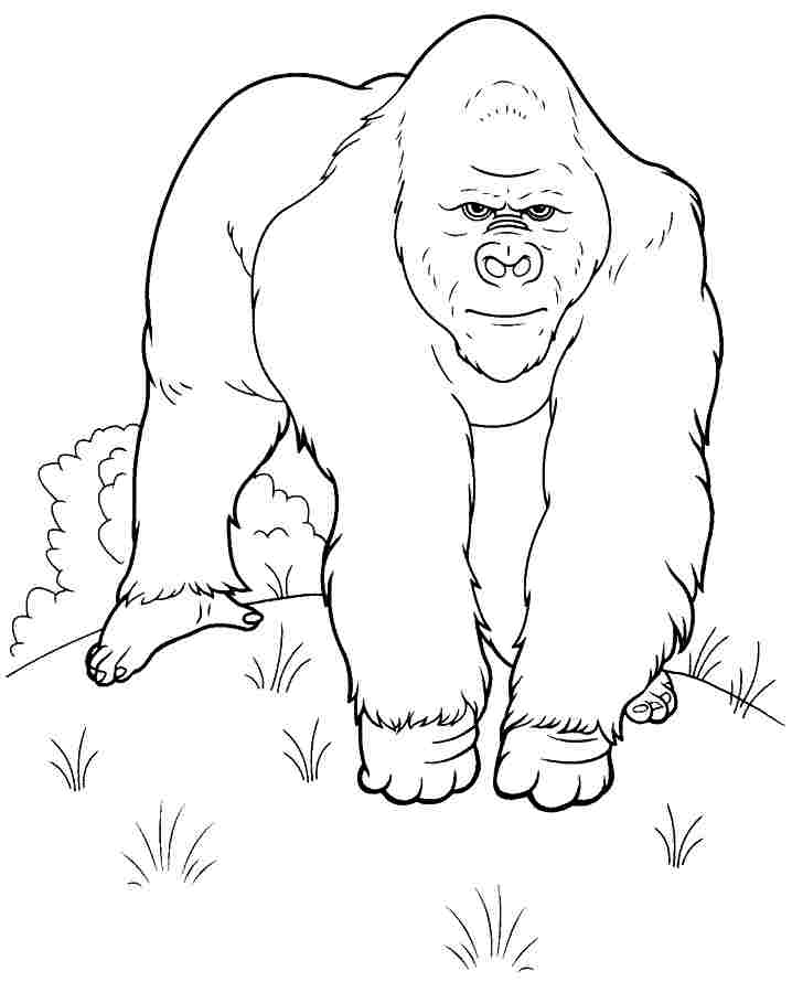Coloring page: Gorilla (Animals) #7477 - Free Printable Coloring Pages