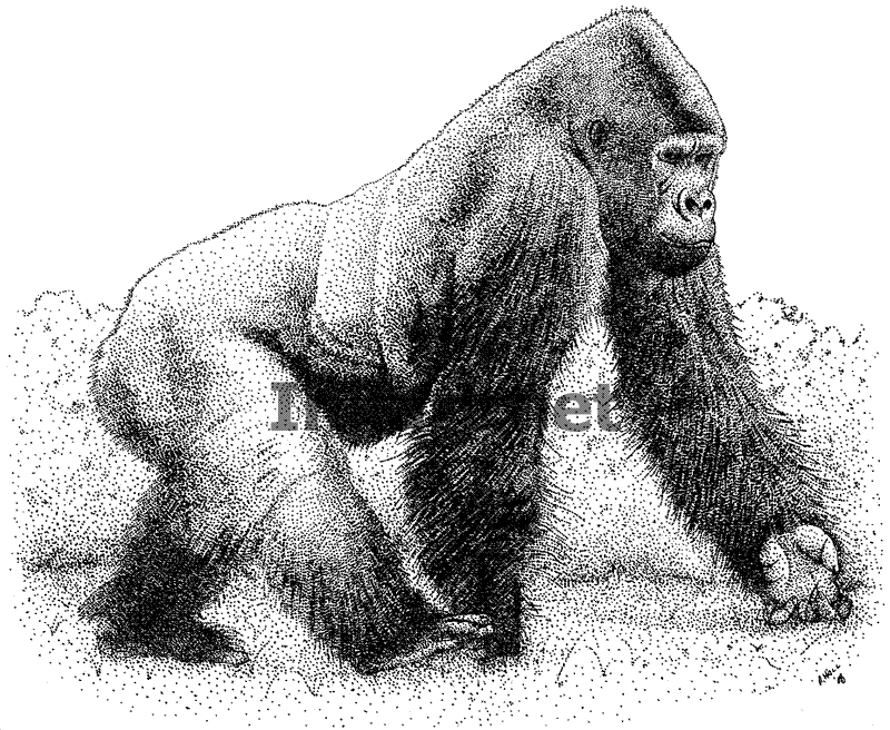 Coloring page: Gorilla (Animals) #7563 - Free Printable Coloring Pages