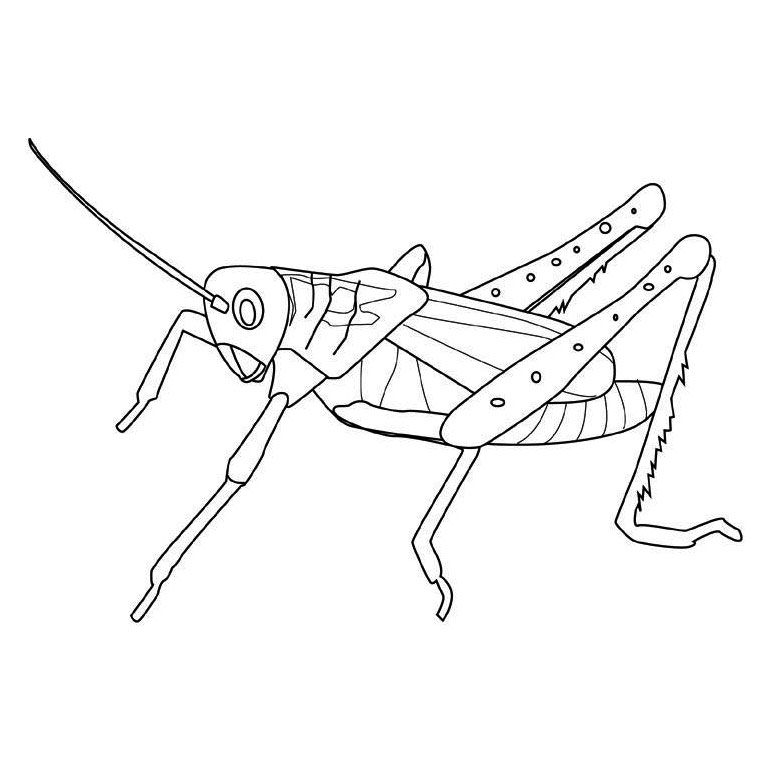 Coloring page: Grasshopper (Animals) #19788 - Free Printable Coloring Pages