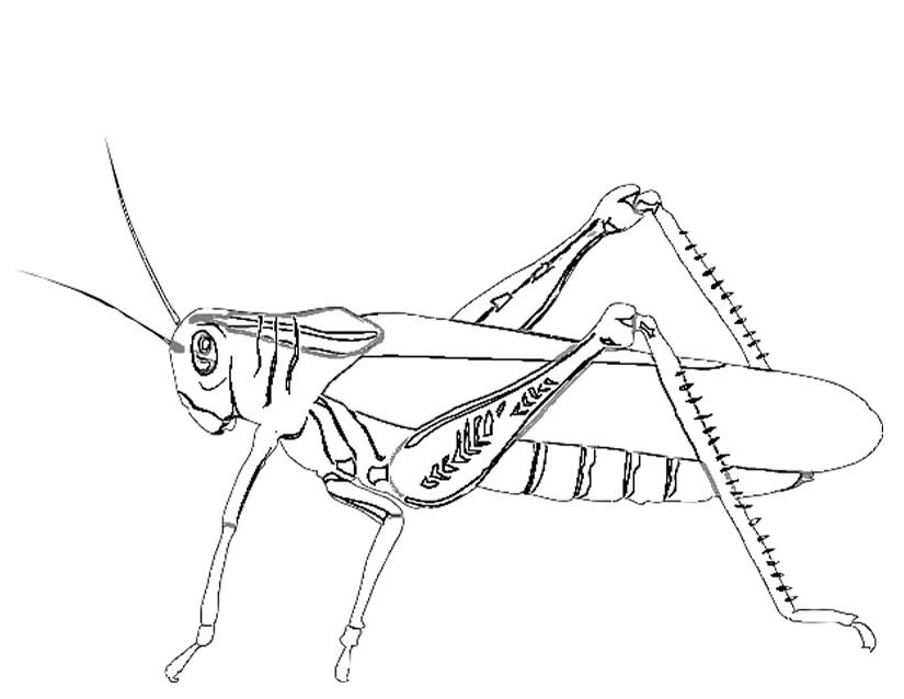 Coloring page: Grasshopper (Animals) #19790 - Free Printable Coloring Pages