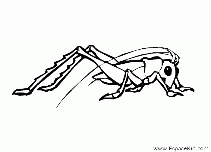 Coloring page: Grasshopper (Animals) #19796 - Free Printable Coloring Pages