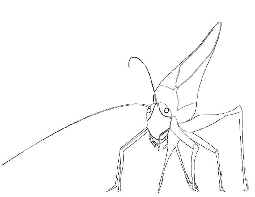 Coloring page: Grasshopper (Animals) #19800 - Free Printable Coloring Pages