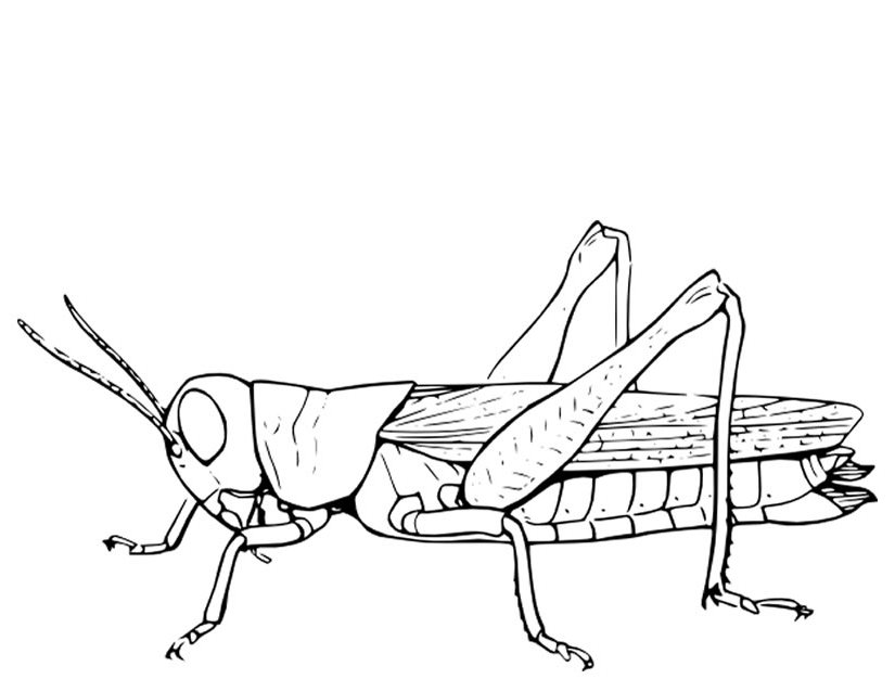 Drawings Grasshopper (Animals) – Page 2 – Printable coloring pages