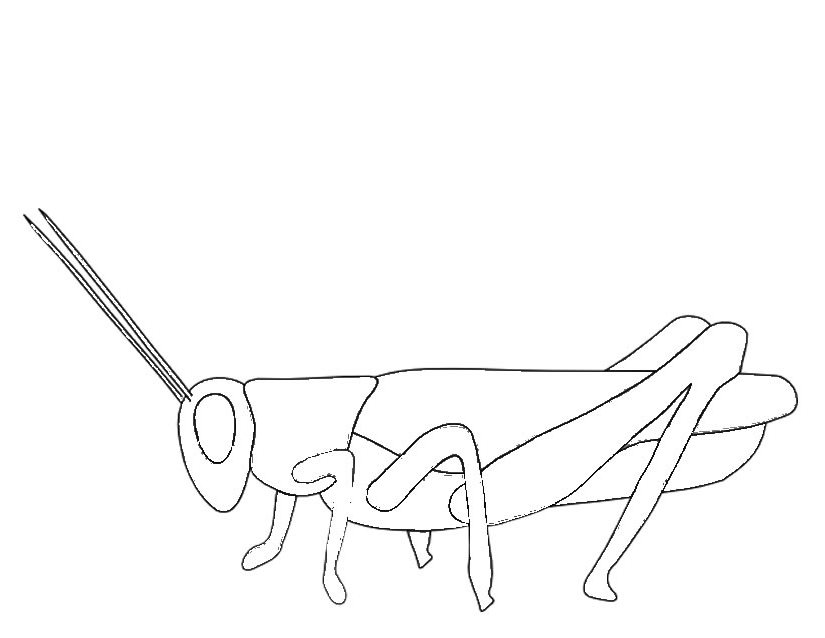 Coloring page: Grasshopper (Animals) #19820 - Free Printable Coloring Pages