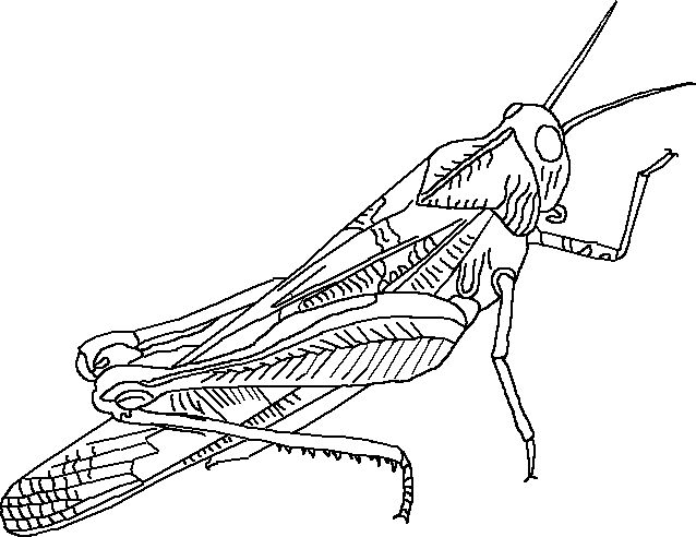 Coloring page: Grasshopper (Animals) #19821 - Free Printable Coloring Pages