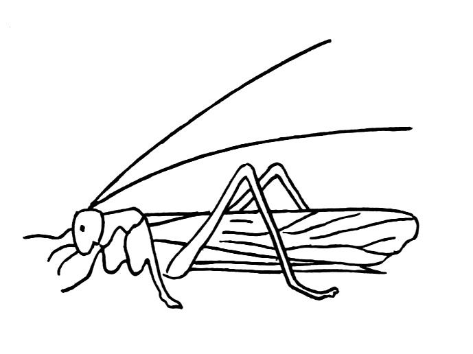 Coloring page: Grasshopper (Animals) #19822 - Free Printable Coloring Pages