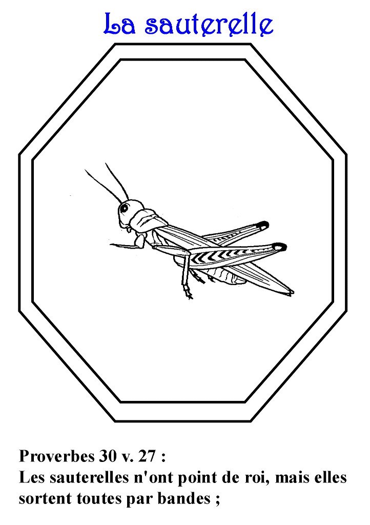 Coloring page: Grasshopper (Animals) #19833 - Free Printable Coloring Pages