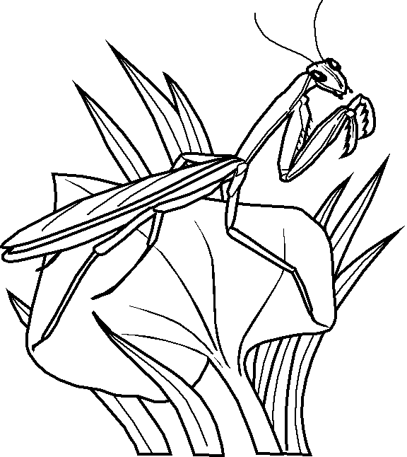 Coloring page: Grasshopper (Animals) #19839 - Free Printable Coloring Pages