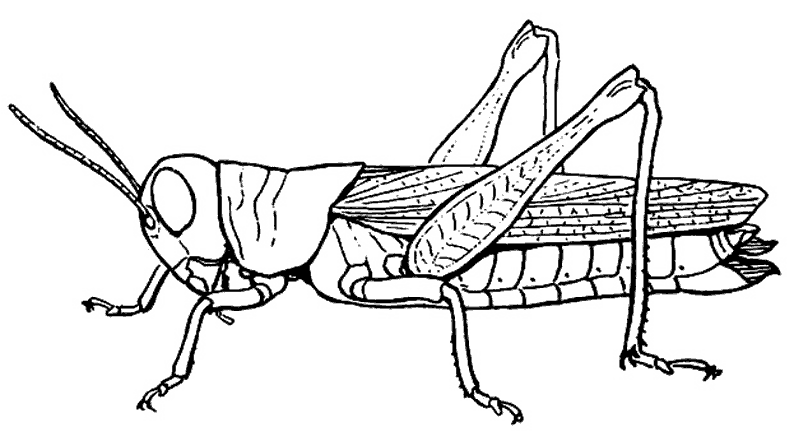 Coloring page: Grasshopper (Animals) #19845 - Free Printable Coloring Pages