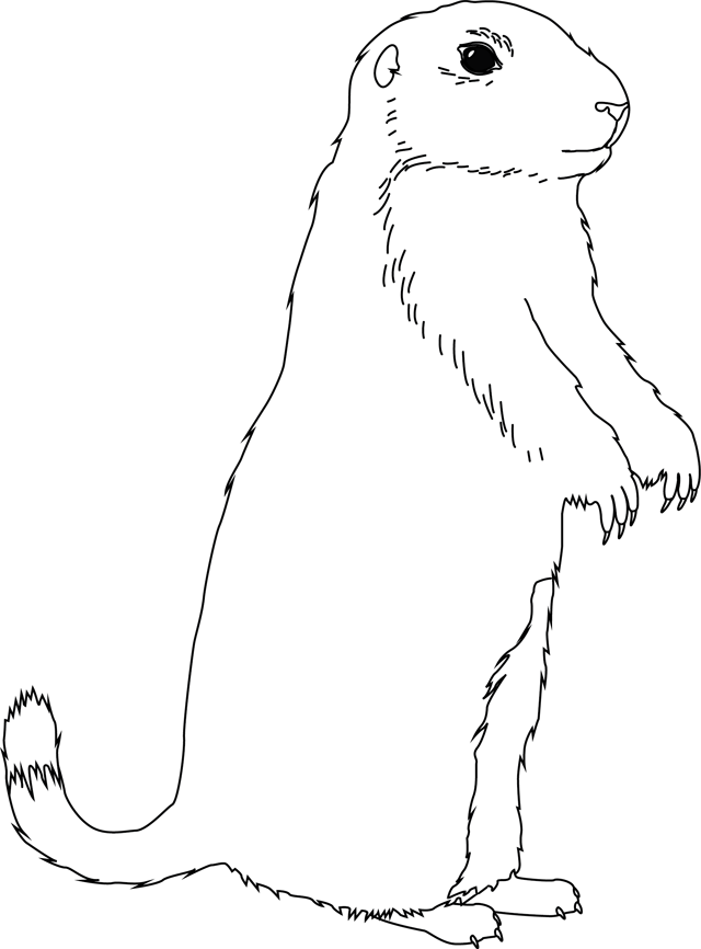 Coloring page: Groundhog (Animals) #10889 - Free Printable Coloring Pages