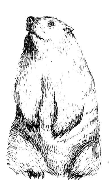 Coloring page: Groundhog (Animals) #10910 - Free Printable Coloring Pages