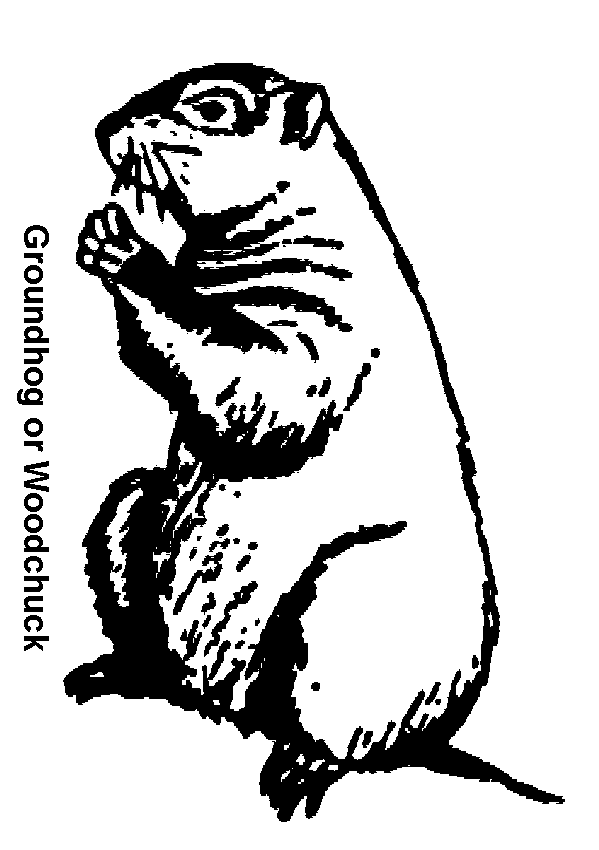 Groundhog 10921 (Animals) Printable coloring pages