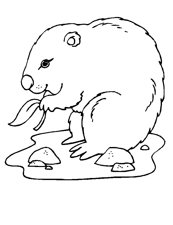 Coloring page: Groundhog (Animals) #10935 - Free Printable Coloring Pages