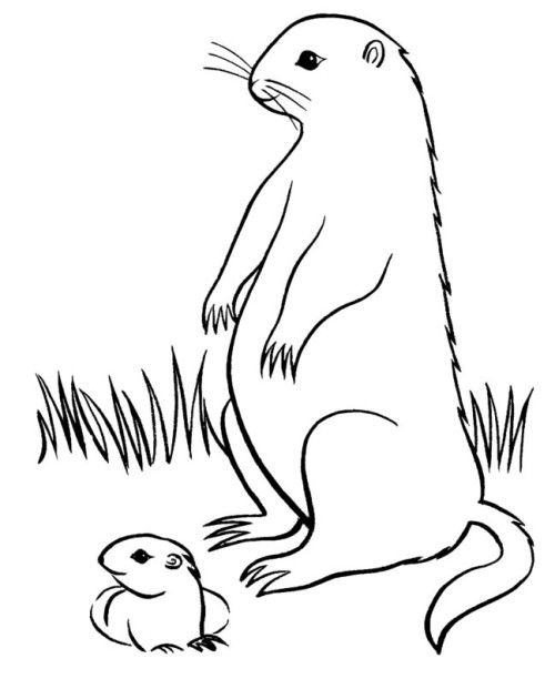 Coloring page: Groundhog (Animals) #10978 - Free Printable Coloring Pages