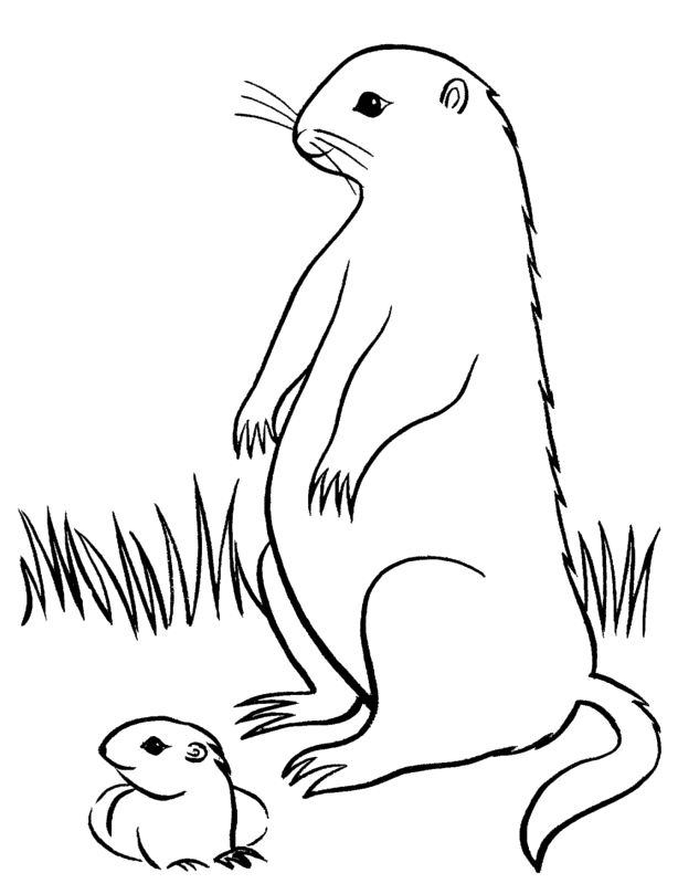 Coloring page: Groundhog (Animals) #10999 - Free Printable Coloring Pages