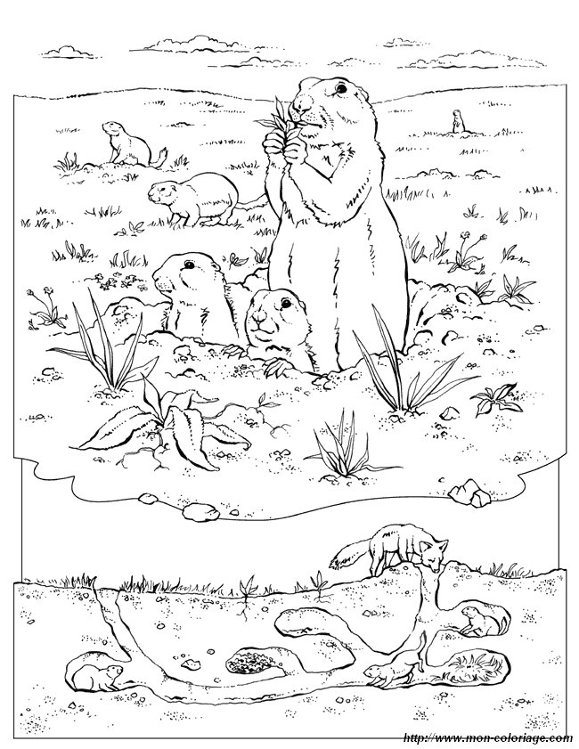 Coloring page: Groundhog (Animals) #11051 - Free Printable Coloring Pages