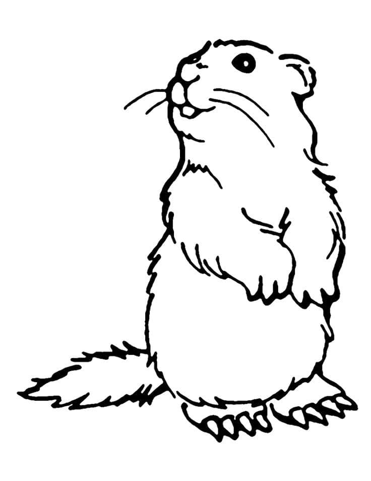 Free printable Groundhog coloring page #212721 from Animals collection