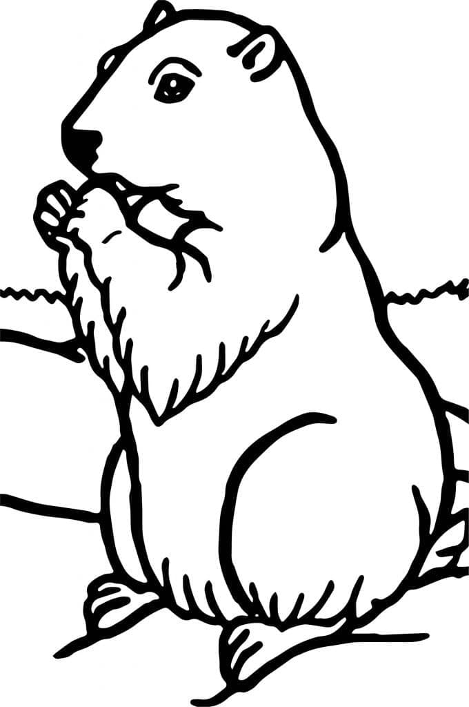 Free printable Groundhog coloring page #212730 from Animals collection