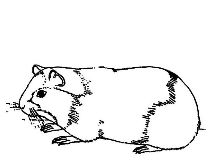 Guinea Pig Animals Printable Coloring Pages