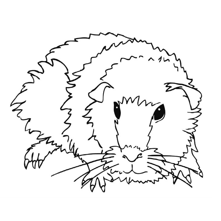 Coloring page: Guinea Pig (Animals) #18491 - Free Printable Coloring Pages