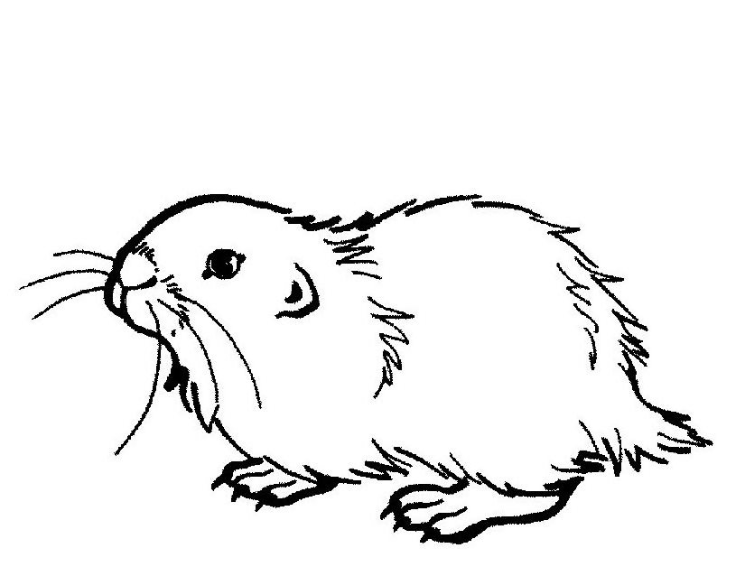 Coloring page: Guinea Pig (Animals) #18496 - Free Printable Coloring Pages