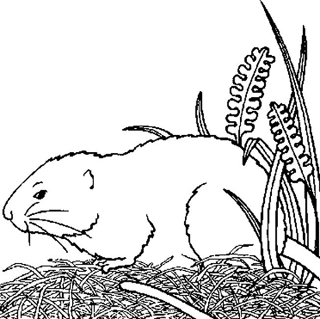 Coloring page: Guinea Pig (Animals) #18499 - Free Printable Coloring Pages