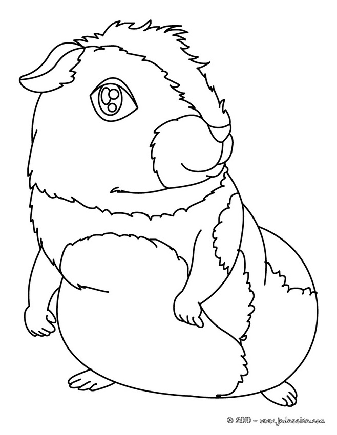Coloring page: Guinea Pig (Animals) #18510 - Free Printable Coloring Pages