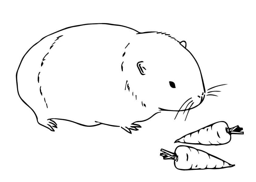 Free printable Guinea Pig coloring page #211122 from Animals collection Free printable Guinea Pig coloring page #211122 from Animals collection