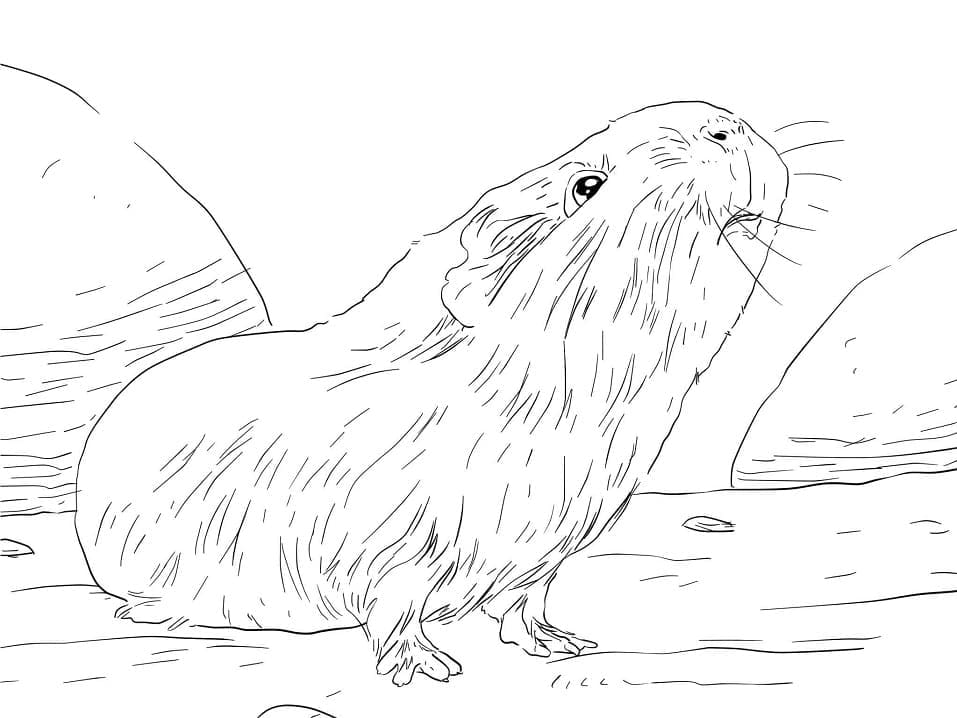 Free printable Guinea Pig coloring page #211123 from Animals collection Free printable Guinea Pig coloring page #211123 from Animals collection