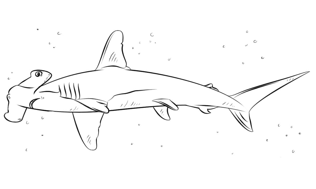 Free printable Hammerhead shark coloring page #221000 from Animals collection
